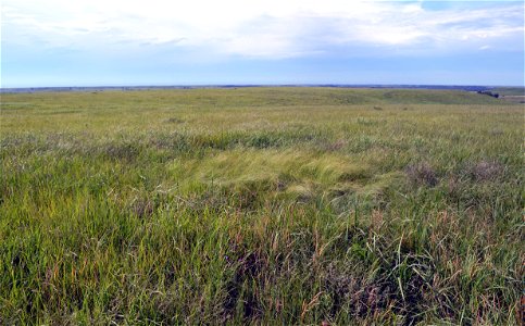 A bison wallow - possibly dating back to 2,000 years ago - is the section of lighter grass in the middle of this photo. photo