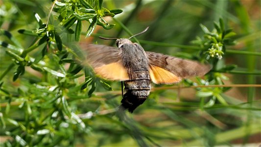 Macroglossum stellatarum (Taubenschwänzchen) im Schwebflug