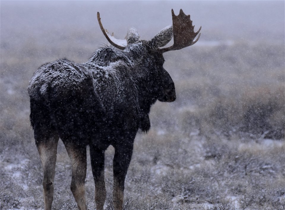 Moose at Seedskadee National Wildlife Refuge