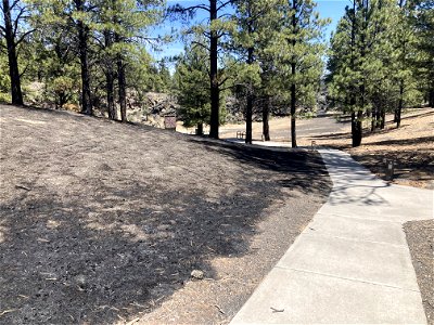 TunnelFireBAER_20220430_lowburnseverityamphitheateratBonitoCampground_DickFleishman
