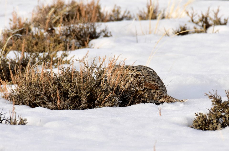 Greater sage-grouse on Seedskadee National Wildlife Refuge