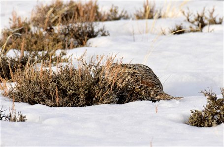 Greater sage-grouse on Seedskadee National Wildlife Refuge photo