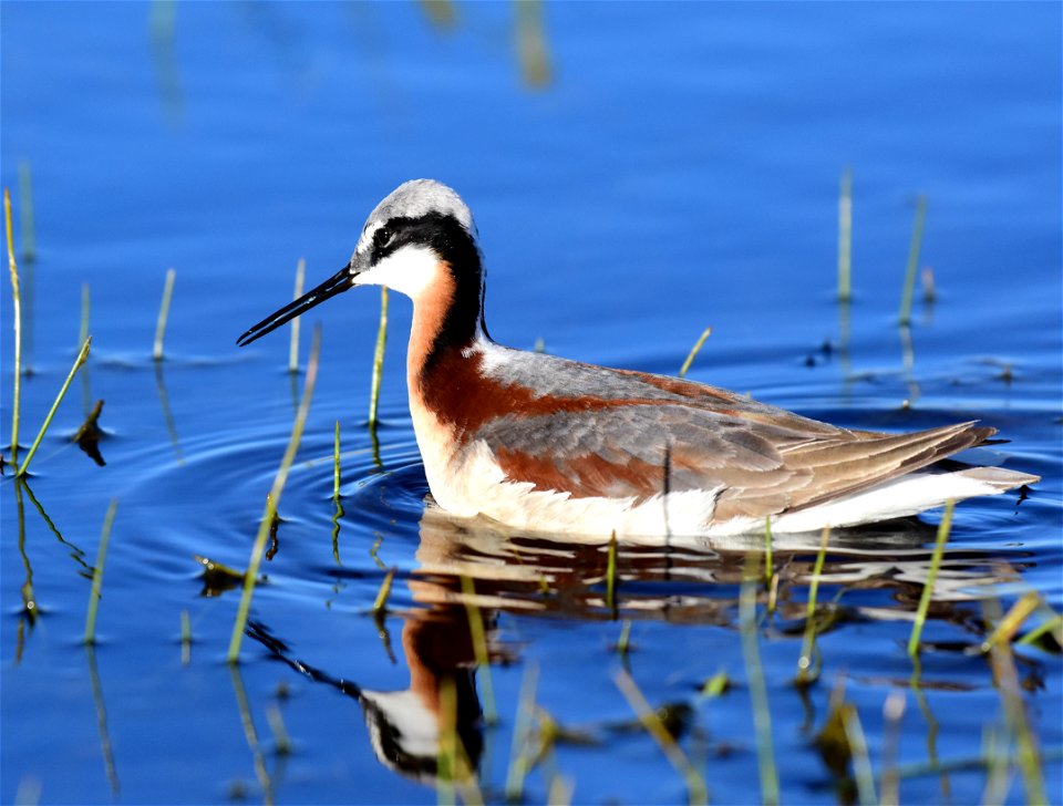 Wilson's phalarope at Seedskadee National Wildlife Refuge
