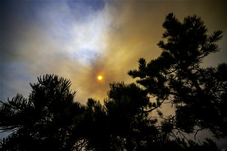 A pinyon pine against a sky filled with smoke from the Apple Fire