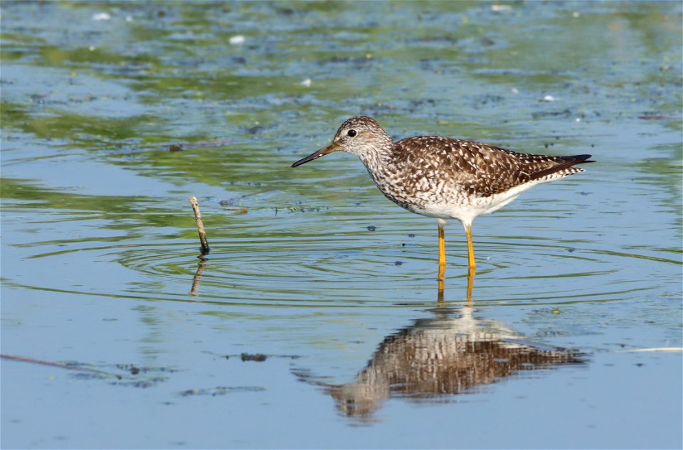 Lesser Yellowlegs, Huron Wetland Management District South Dakota