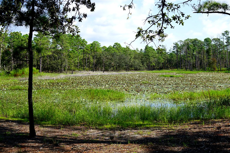 scene lily pond Carolina Beach SP KG (1)