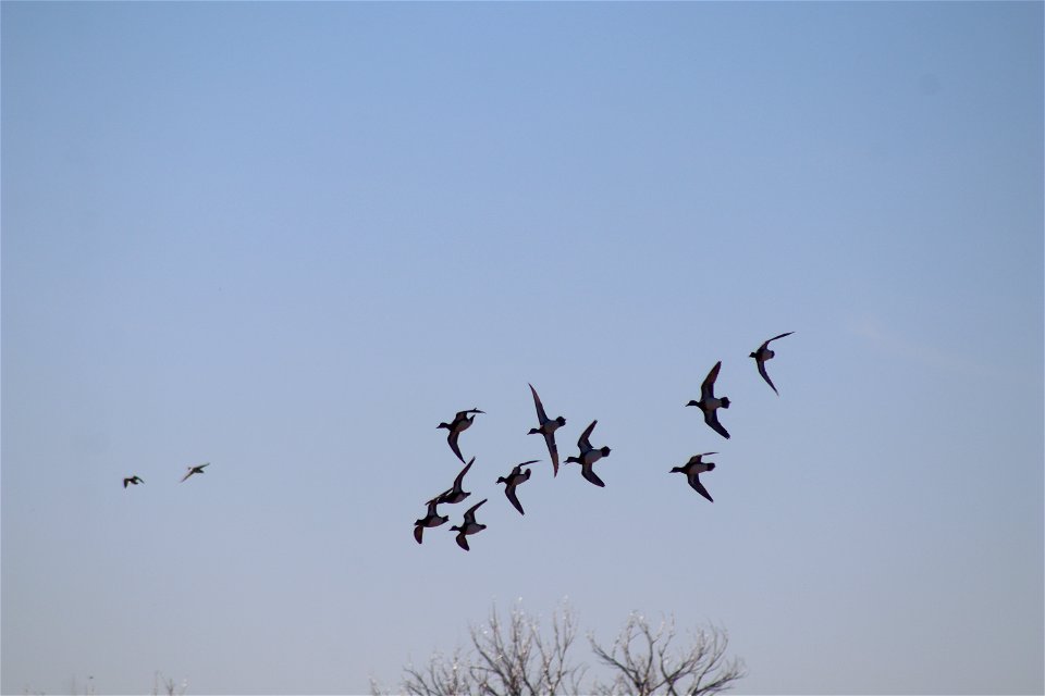 American Wigeon Lake Andes National Wildlife Refuge South Dakota