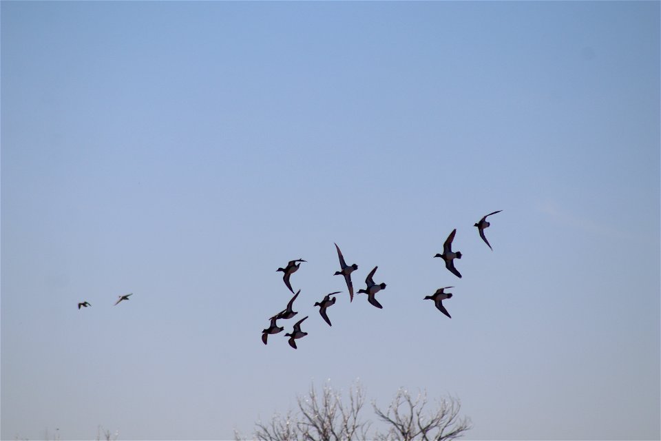 American Wigeon Lake Andes National Wildlife Refuge South Dakota photo