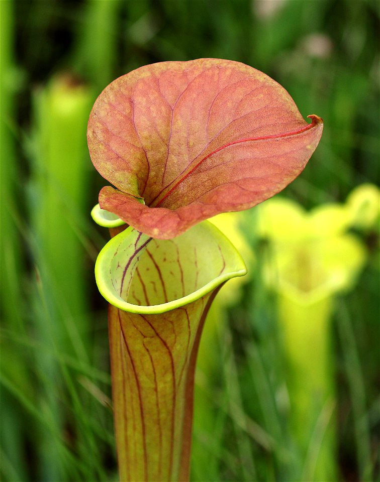 NC 25 - YELLOW PITCHER PLANT (Sarracenia flava) (05-20-2023)green swamp ecological area, brunswick co, nc -11