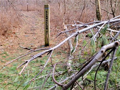 20230103_TrailMarker_Branches_2_ElkWallow_Android_BK