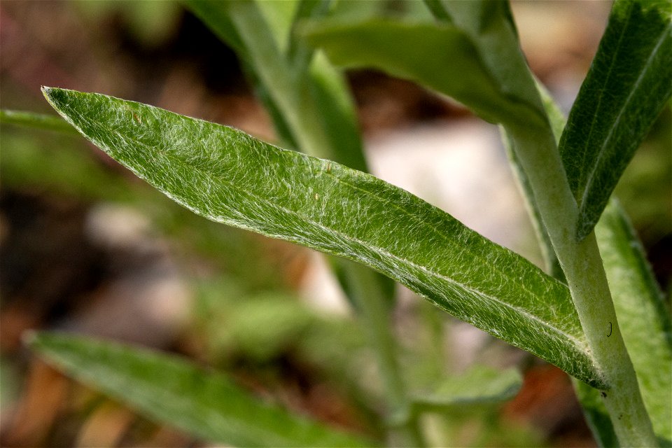 Anaphalis margaritacea