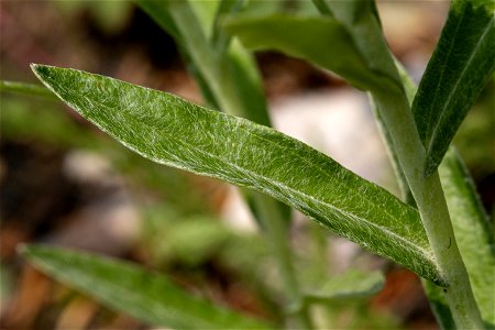 Anaphalis margaritacea photo