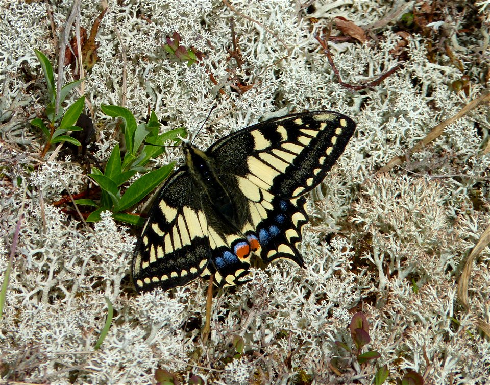 Old World Swallowtail_6-16-2011