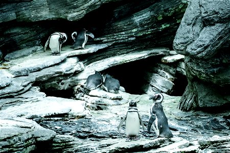 Penguin Couples photo