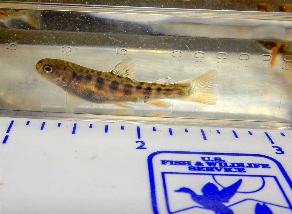 Juvenile Coaster Brook Trout photo