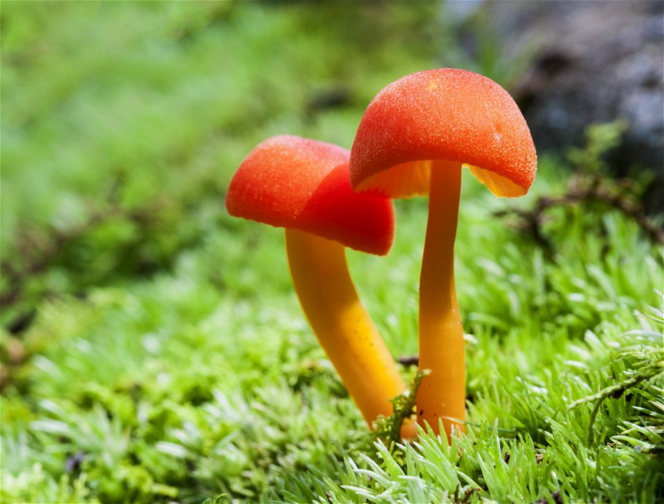 Orange Mushrooms in Moss