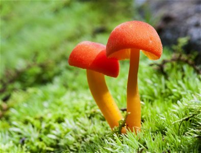 Orange Mushrooms in Moss photo
