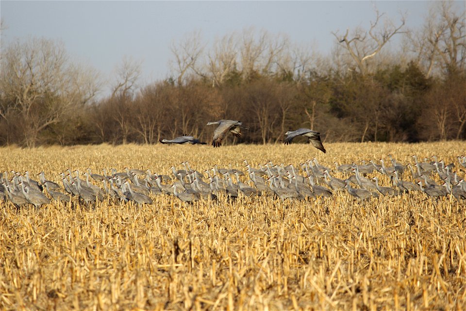 Sandhill Cranes Lake Andes Wetland Management District South Dakota photo