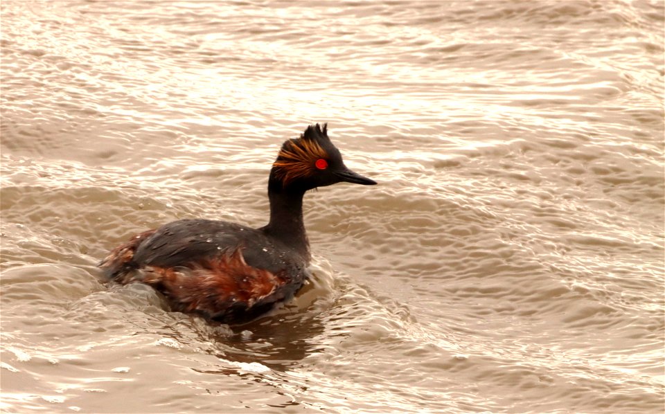 Eared Grebe Huron Wetland Management District