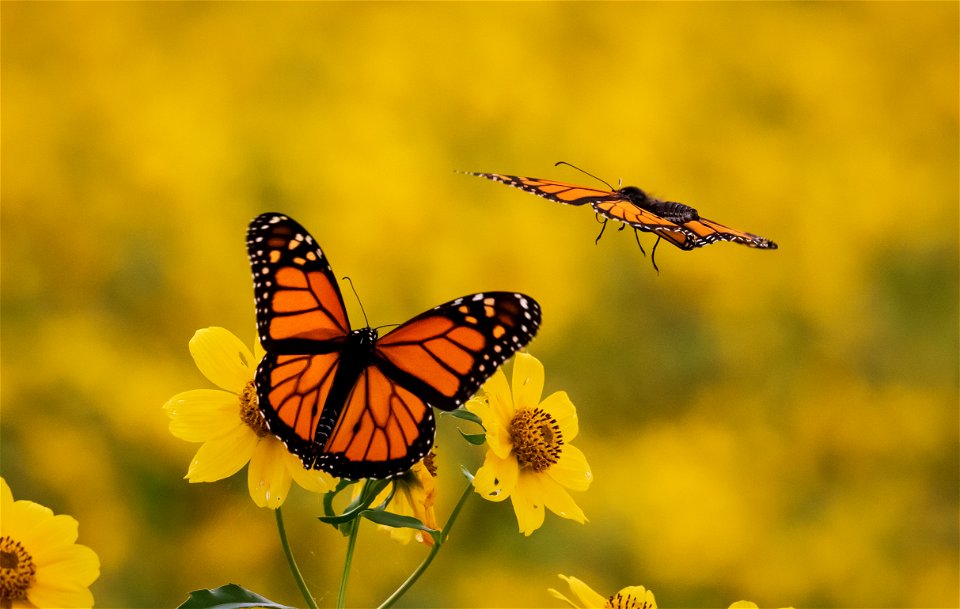 Monarch butterflies at Chautauqua National Wildlife Refuge in Illinois photo