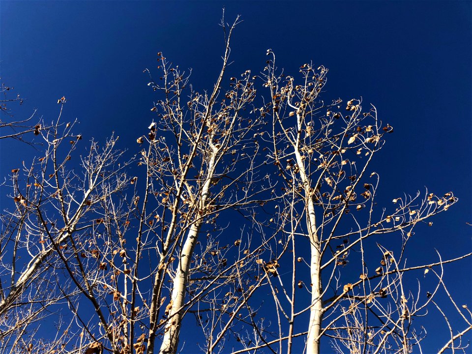 2021/365/295 Back By Poplar Demand, Blue Skies!