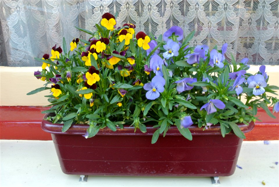 Window box in Coulsdon