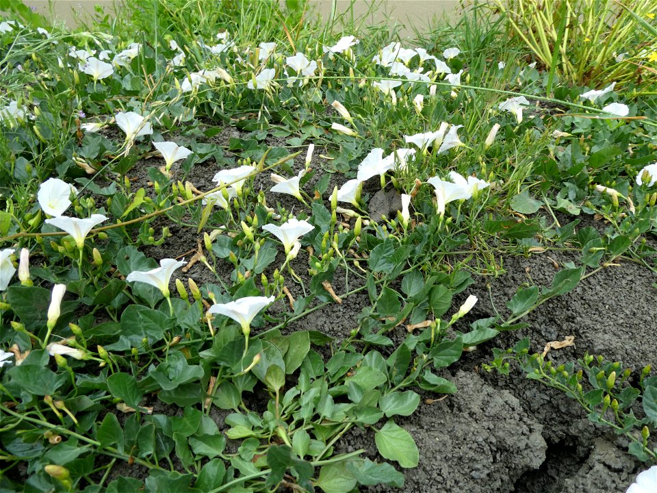 Convolvulus arvensis L., 1753