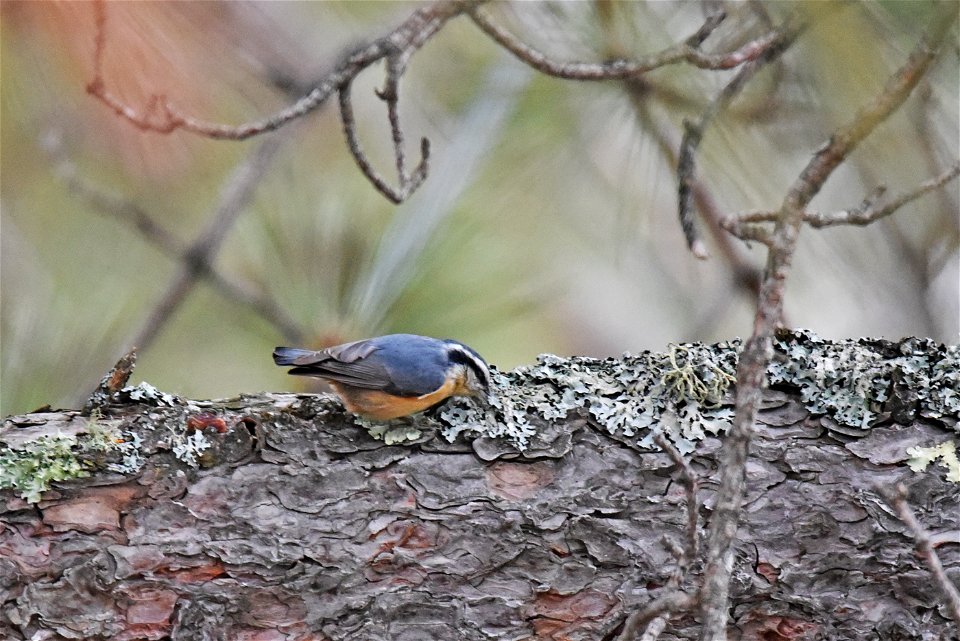 Red-breasted nuthatch photo