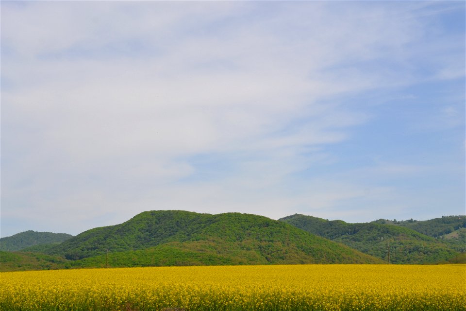 Rapeseed Field photo