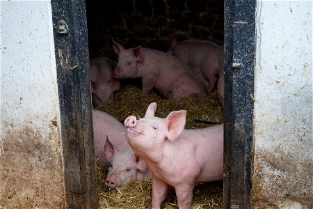 Happy 🐖 Pig 🐷