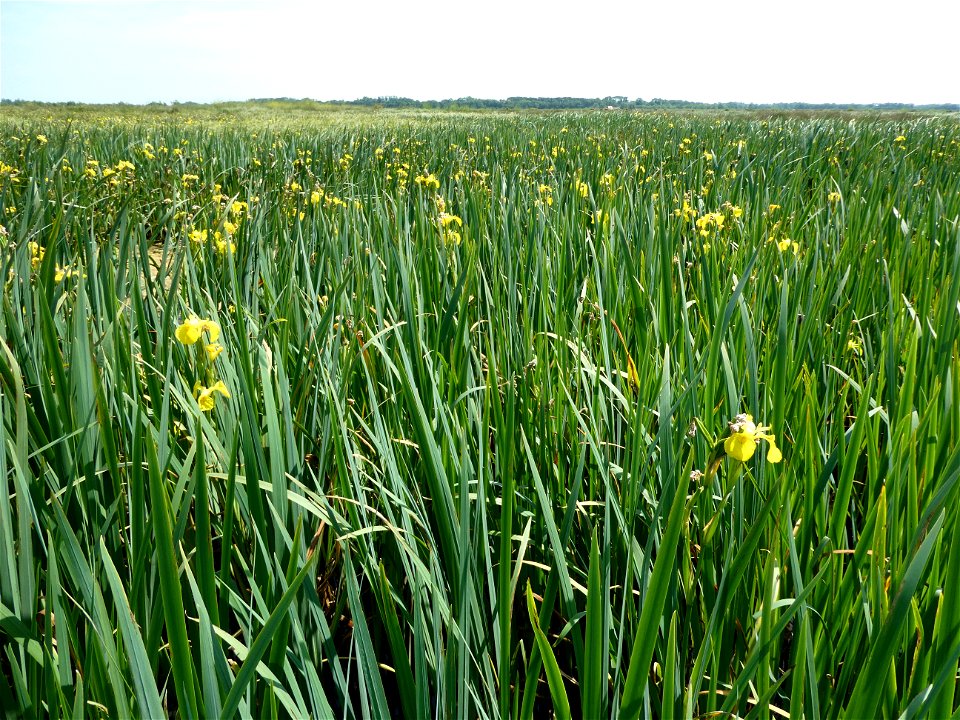 Iris pseudacorus L., 1753