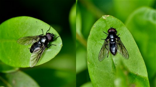 Schwarze Schwebfliege (Männchen)