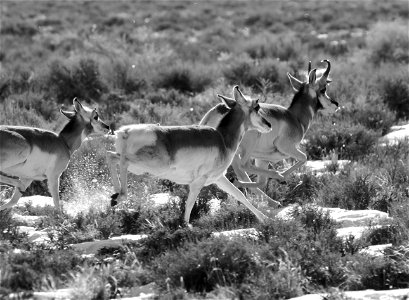 Pronghorn at Seedskadee National Wildlife Refuge photo