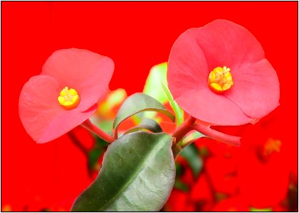 Gerold's Spurge or Thornless Crown of Thorns -- Euphorbia geroldii photo