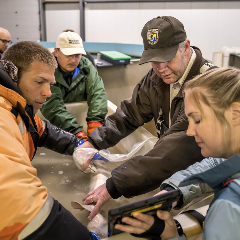 Pallid Sturgeon Ultrasound