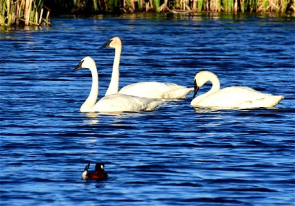 Trumpeter swan at Seedskadee National Wildlife Refuge photo