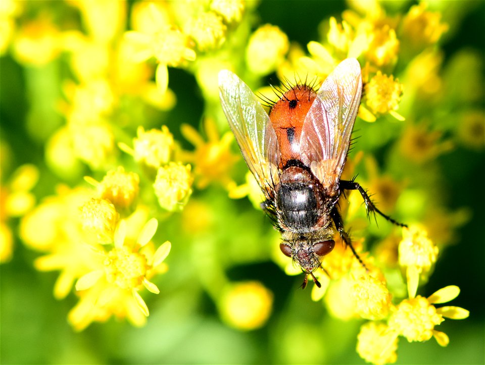 Bristle or Tachinid fly (Peleteria iterans)  at Seedskadee NWR Wyoming