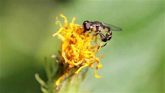 Syritta pipiens (Gemeine Keulenschwebfliege)