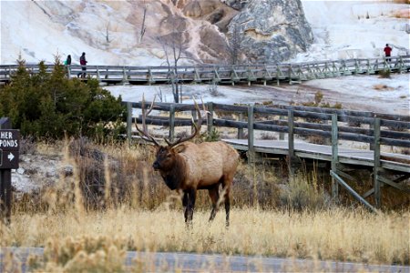Bull elk at the Mammoth Hot Springs Terraces (2) photo