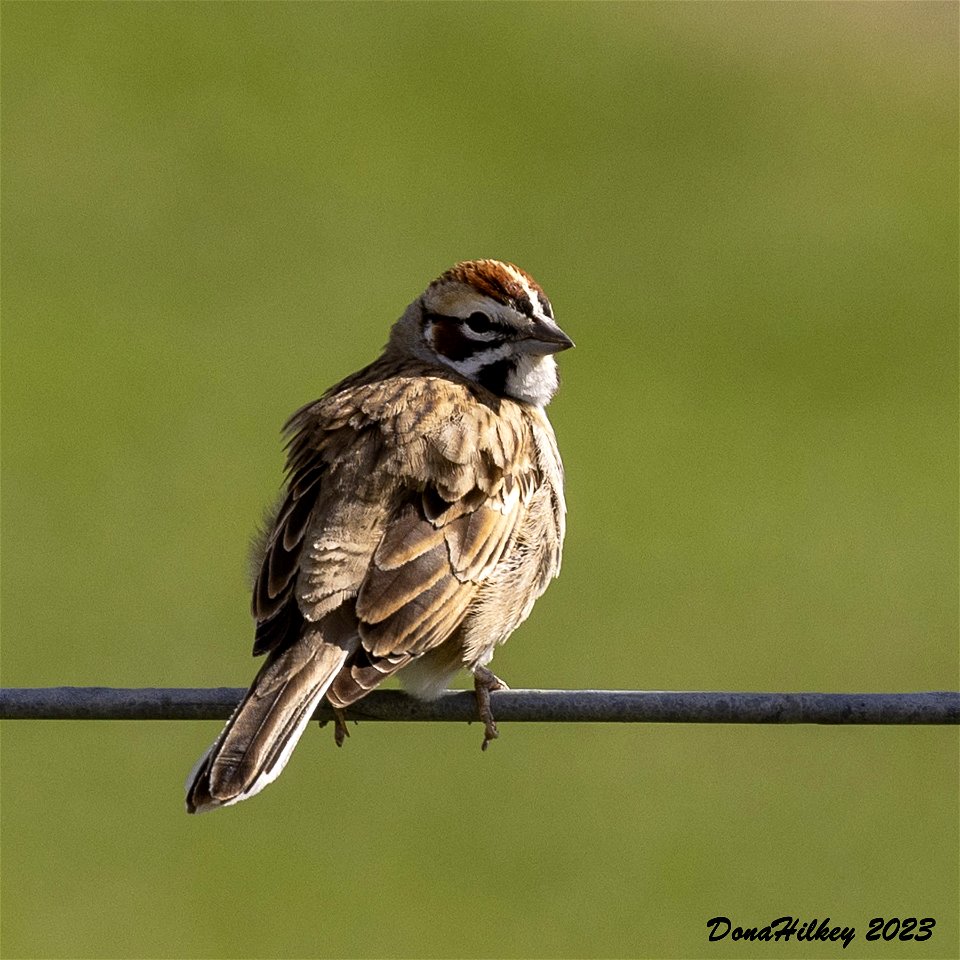 Lark Sparrow photo