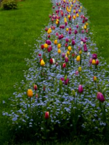 Herestrau Park in spring (63)