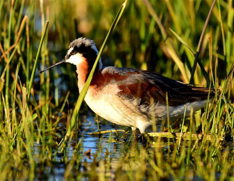 Wilson's phalarope at Seedskadee National Wildlife Refuge
