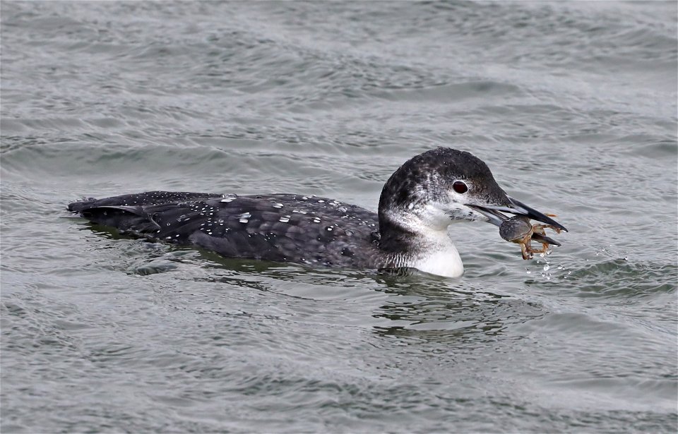 093 - COMMON LOON (10-23-2021) adult basic, crescent city harbor, del norte co, ca -05a
