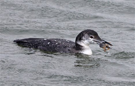 093 - COMMON LOON (10-23-2021) adult basic, crescent city harbor, del norte co, ca -05a
