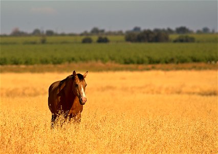 DSC06994_v1