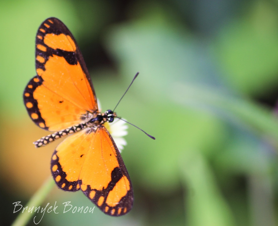 Papillon butterfly Bénin