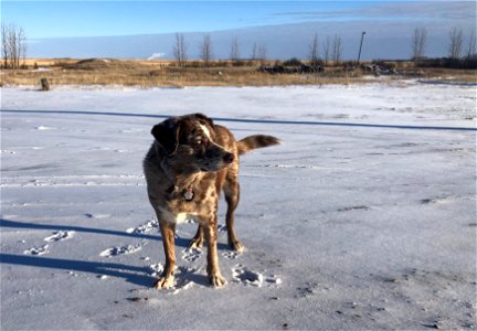 Felix of Saskatchewan photo