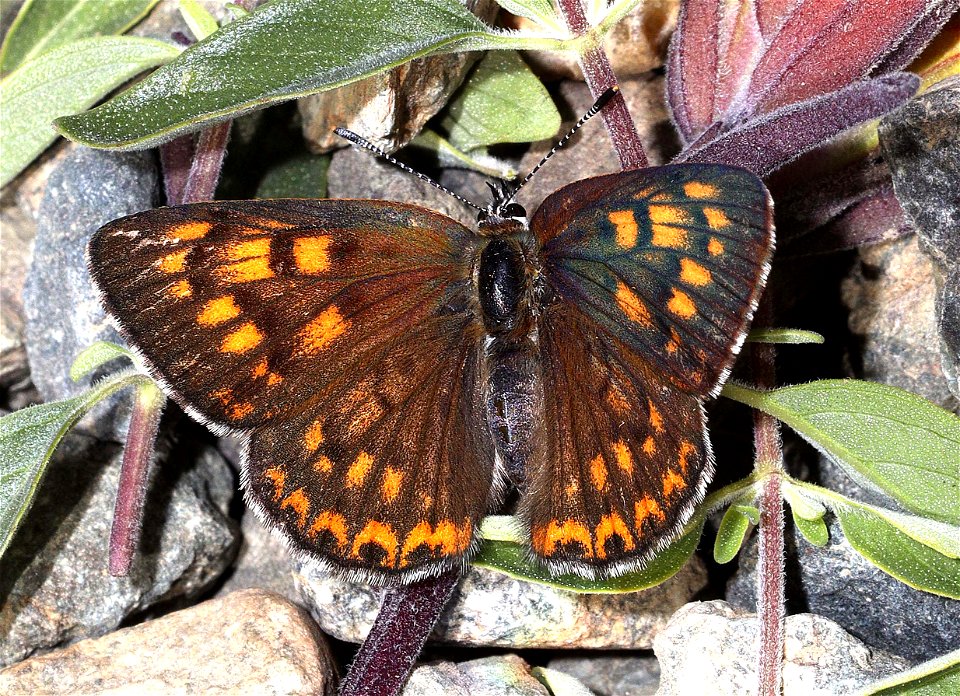 COPPER, GORGONE (Lycaena gorgon) (06-09-2022) female, 2360 ft, road cut 3.25  miles past bridge, eight dollar mountain rd, josephine co, or (1)