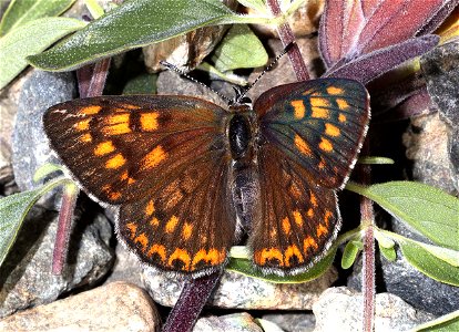 COPPER, GORGONE (Lycaena gorgon) (06-09-2022) female, 2360 ft, road cut 3.25  miles past bridge, eight dollar mountain rd, josephine co, or (1)