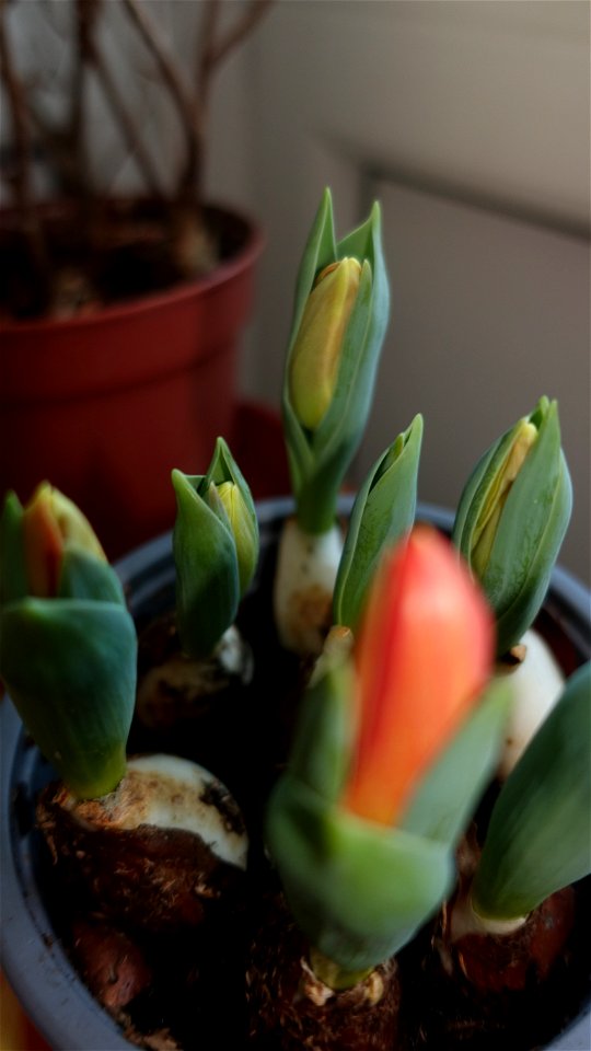 tulips_lalele-2023_0215_180845